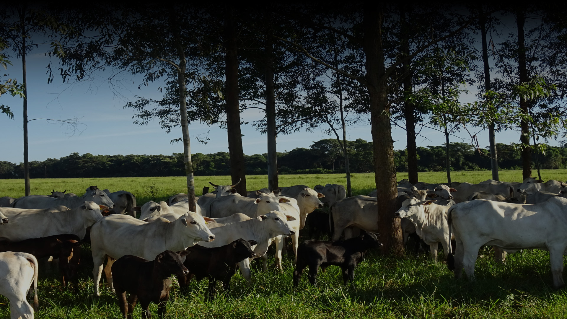 &nbsp;Consult Agro&nbsp;