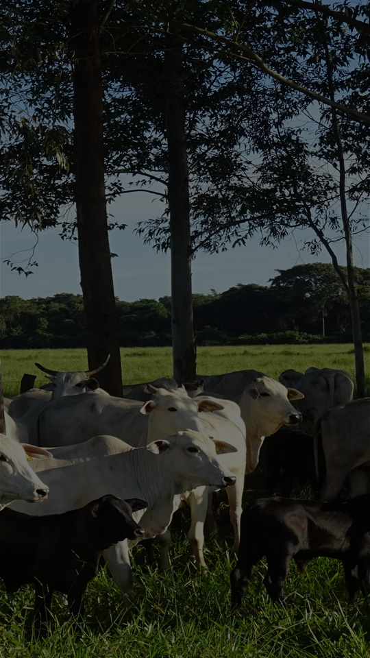 &nbsp;Consult Agro&nbsp;